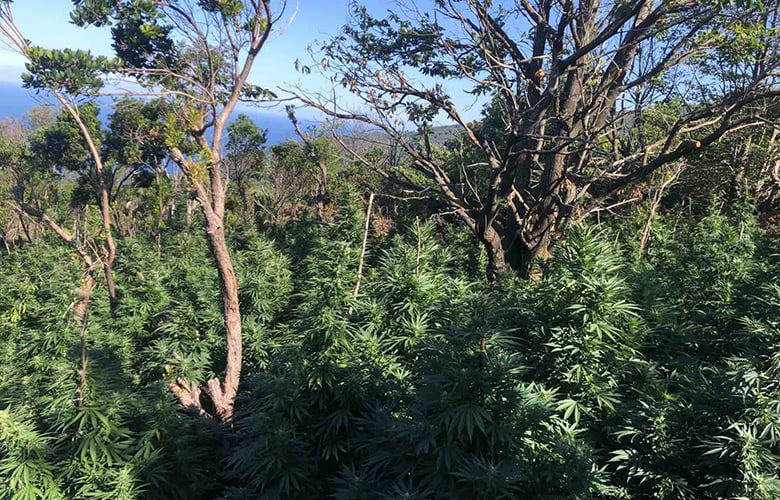 Ρέθυμνο: Μεγάλη ποσότητα δενδρυλλίων κάνναβης εντόπισαν οι αρχές