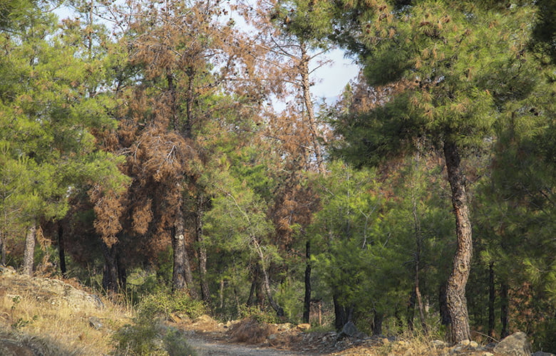 Απαγόρευση κυκλοφορίας και αύριο στο Σέιχ-Σου και δωδεκάωρη σε δάση της Χαλκιδικής
