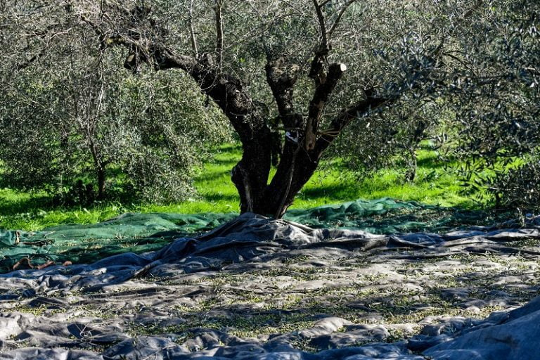 Συνελήφθησαν τρία άτομα στη Δυτική Αχαΐα για κλοπή 10 τόνων ελιάς