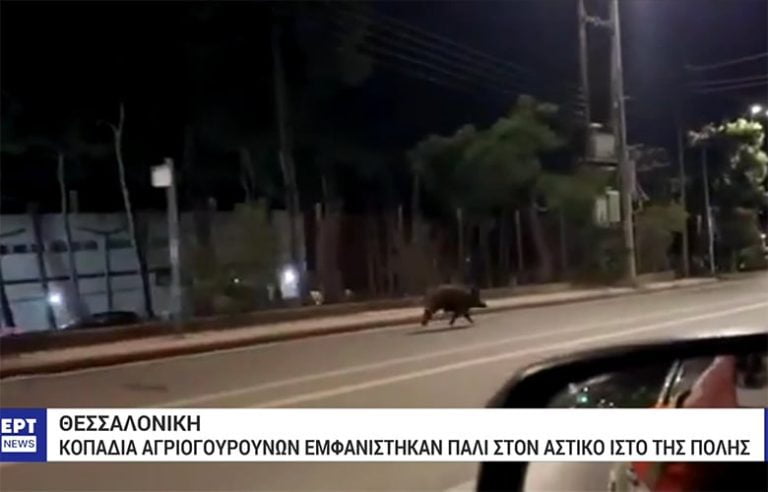 Βίντεο με τα αγριογούρουνα να τρέχουν μέσα στη Θεσσαλονίκη
