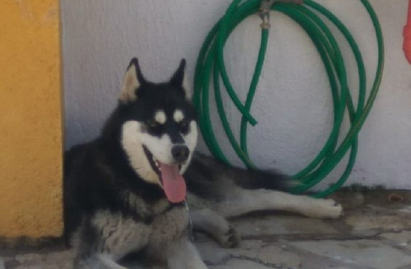 Αράχωβα: Αυτό είναι το τελικό πόρισμα για τον Όλιβερ – Αποκλείει την κακοποίηση από άνθρωπο πρώην καθηγητής του ΑΠΘ