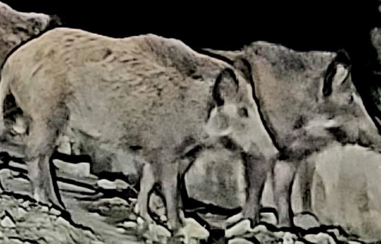 Τα αγριογούρουνα κόβουν… βόλτες σε δρόμους της Εύβοιας και υπάρχει κίνδυνος για τροχαία – Δείτε εικόνες