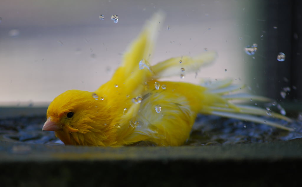 Λάρισα: Έδειραν ηλικιωμένο για να του κλέψουν τα καναρίνια