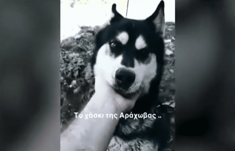 Κτηνωδία στην Αράχωβα: «Θα το πάω μέχρι τέλους – Πρέπει να βρεθεί ο εγκληματίας», λέει ο ιδιοκτήτης του σκύλου