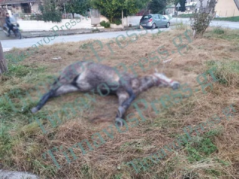 Κτηνωδία στον Τύρναβο: Έδεσαν με αλυσίδα άλογο σε κολώνα της ΔΕΗ και το άφησαν να πεθάνει