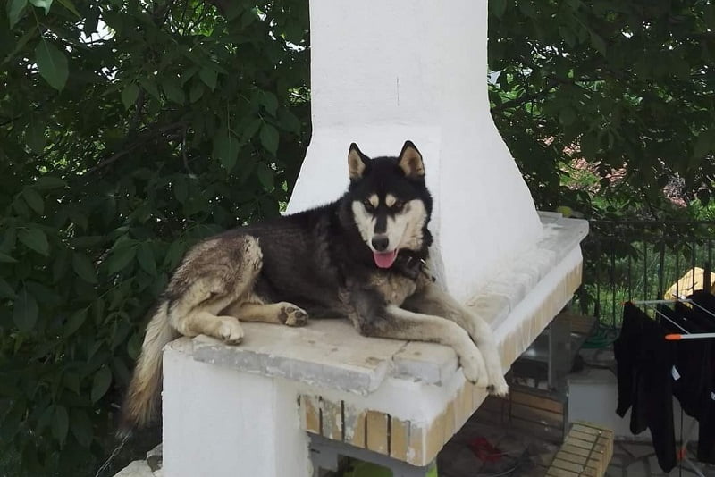 Στην Αράχωβα κλιμάκιο της Ασφάλειας Αττικής για την κακοποίηση του χάσκι – Θα γίνει εκταφή του σκύλου