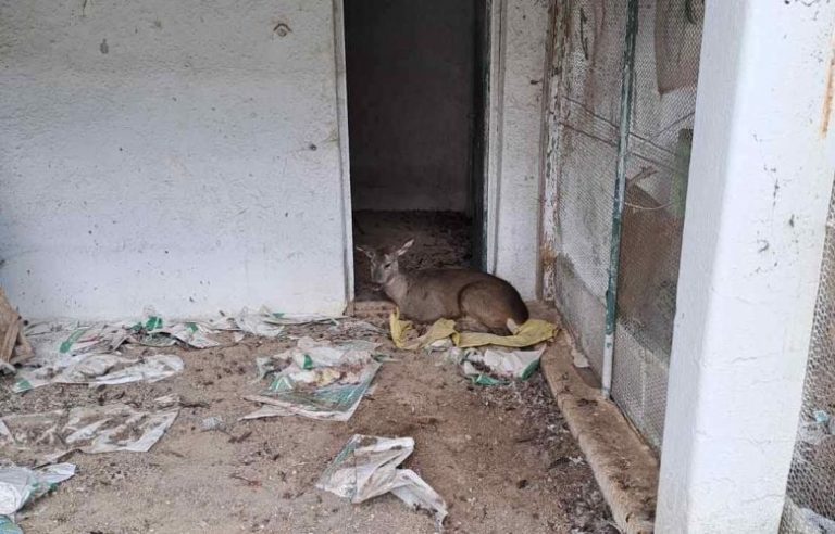 Ευθανασία σε ζαρκάδι που πυροβόλησαν λαθροθήρες στη Δεσκάτη Γρεβενών