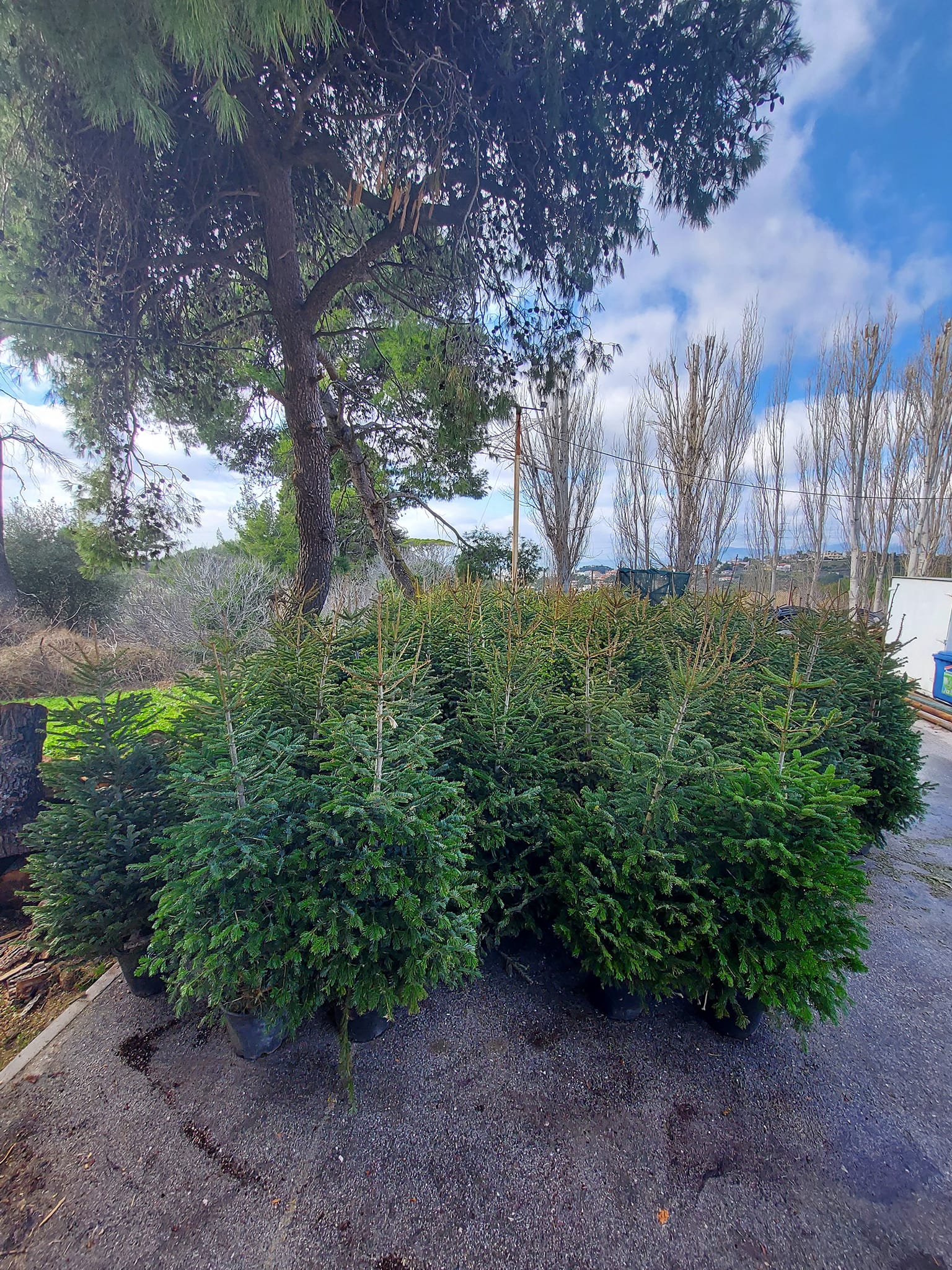 ΕΝΙΣΧΥΣΗ ΤΟΥ ΠΡΑΣΙΝΟΥ ΤΟΥ ΔΗΜΟΥ ΜΑΣ