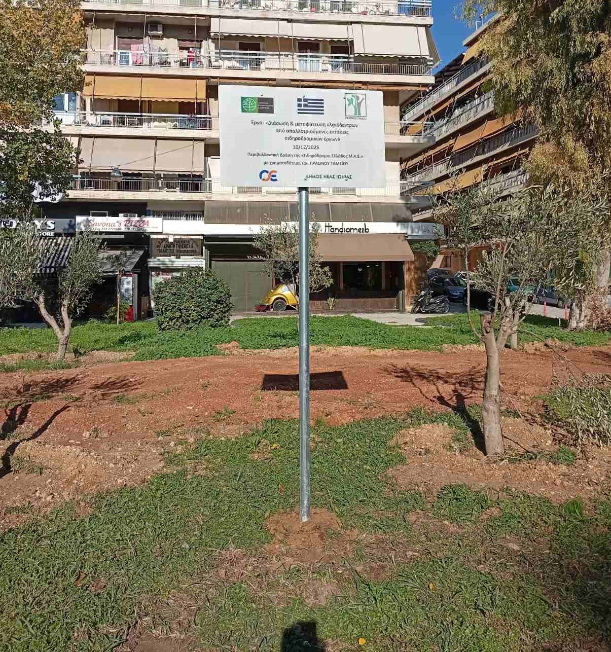 Μεταφύτευση ελαιοδένδρων στη Νέα Ιωνία.