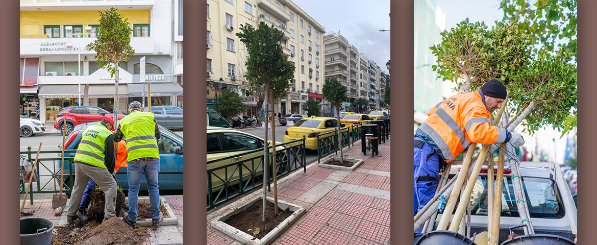 Είκοσι δύο νέα δέντρα φυτεύθηκαν στο Πασαλιμάνι από τον Δήμο Πειραιά Συνεχιζόμενες δράσεις για τη φροντίδα και την ενίσχυση του πρασίνου στην πόλη
