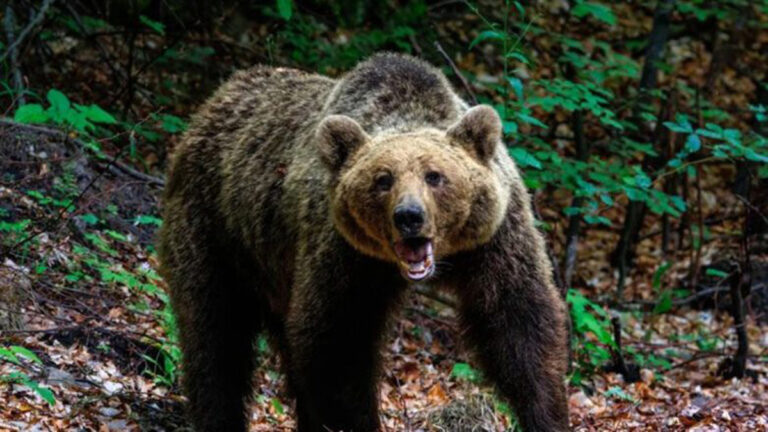 Τραγωδία στην Πολωνία: Άγρια επίθεση αρκούδας κόστισε τη ζωή 58χρονης