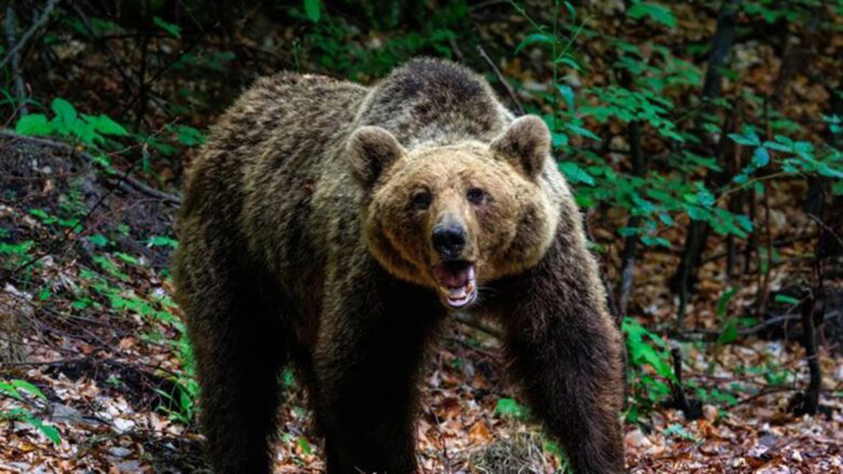 Τραγωδία στην Πολωνία: Άγρια επίθεση αρκούδας κόστισε τη ζωή 58χρονης