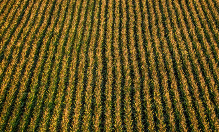 Αίγυπτος: Σοδειά σιταριού «εξαφανίστηκε» μέσα σε δύο ώρες από 2,5 στρέμματα
