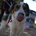 Υιοθεσίες Αδέσποτων: 15 Σκυλάκια Έβρισκαν το Νέο τους Σπίτι!