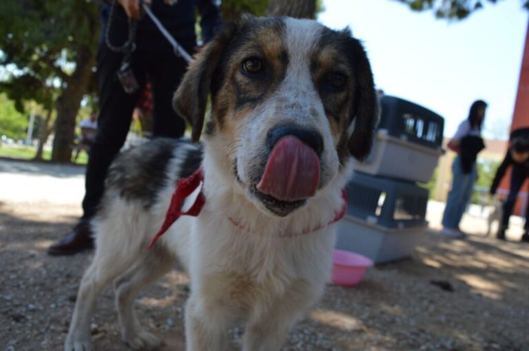 Υιοθεσίες Αδέσποτων: 15 Σκυλάκια Έβρισκαν το Νέο τους Σπίτι!